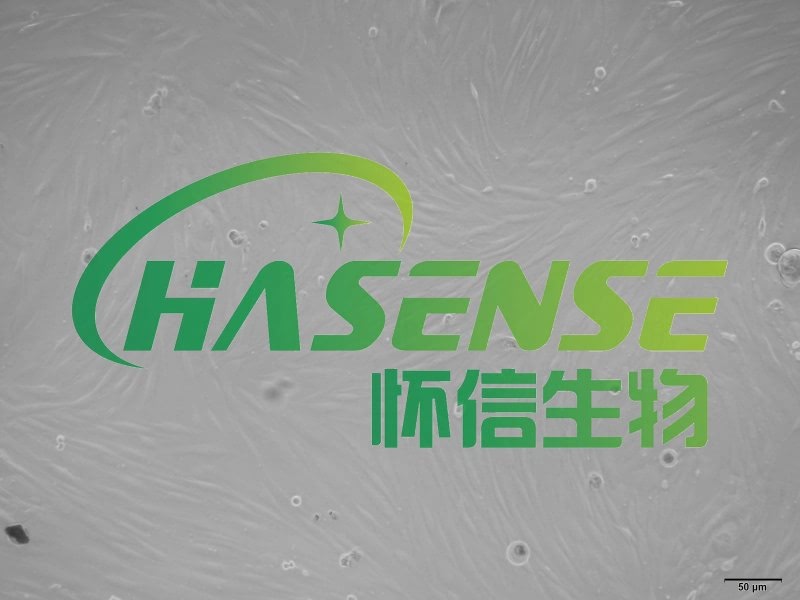 大鼠支氣管成纖維細(xì)胞