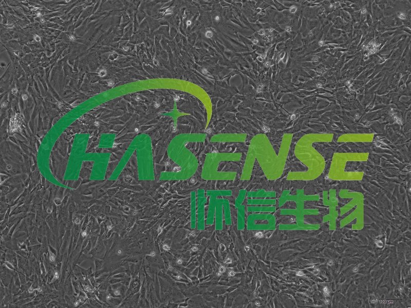 小鼠肺大靜脈平滑肌細(xì)胞