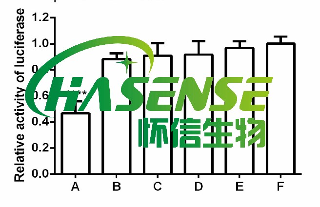 熒光素酶報(bào)告基因檢測(cè)